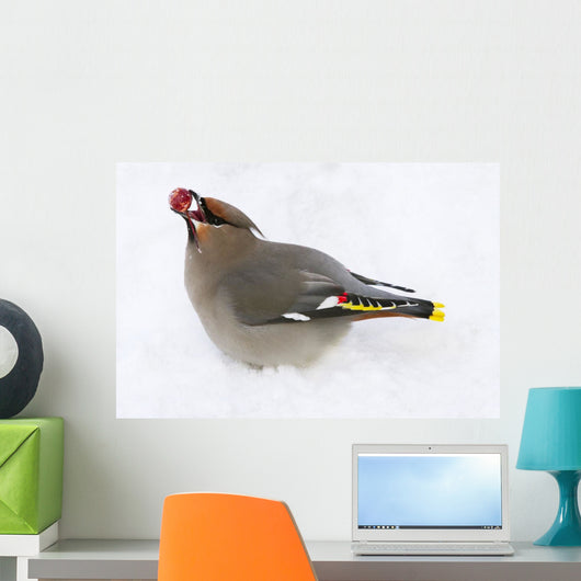 Bohemian Waxing Bird Feeding On Red Mountain Ash Berries Wall Mural