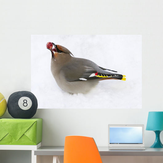 Bohemian Waxing Bird Feeding On Red Mountain Ash Berries Wall Mural