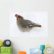 Bohemian Waxing Bird Feeding On Red Mountain Ash Berries Wall Mural