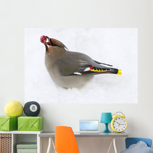 Bohemian Waxing Bird Feeding On Red Mountain Ash Berries Wall Mural