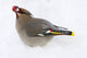 Bohemian Waxing Bird Feeding On Red Mountain Ash Berries Wall Mural