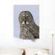 Great Gray Sitting In Snow, Anchorage, Southcentral Alaska, Winter Wall Mural