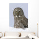 Great Gray Sitting In Snow, Anchorage, Southcentral Alaska, Winter Wall Mural