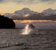 Composite:A Humpback Whale Breaches Wall Mural