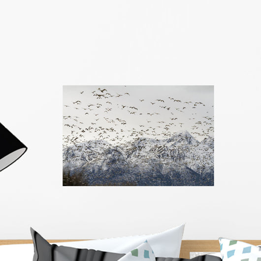 A Large Flock Of Snow Geese Take Off From A Field In The Mat-Su Valley Wall Mural