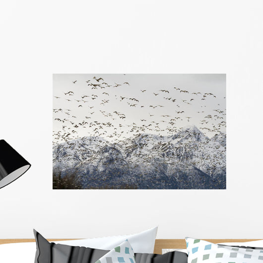 A Large Flock Of Snow Geese Take Off From A Field In The Mat-Su Valley Wall Mural