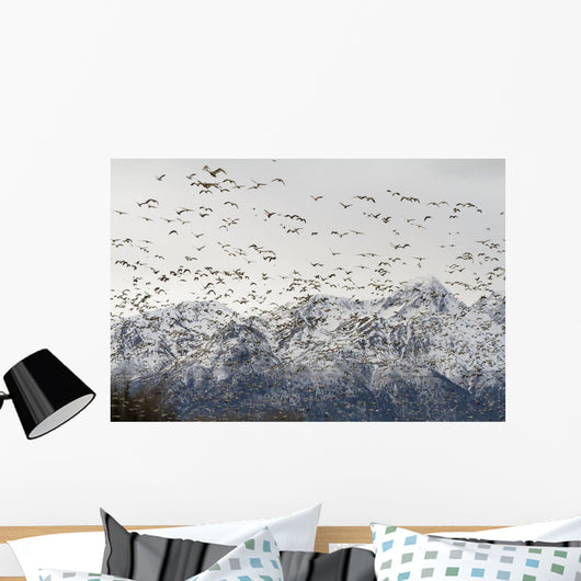 A Large Flock Of Snow Geese Take Off From A Field In The Mat-Su Valley Wall Mural