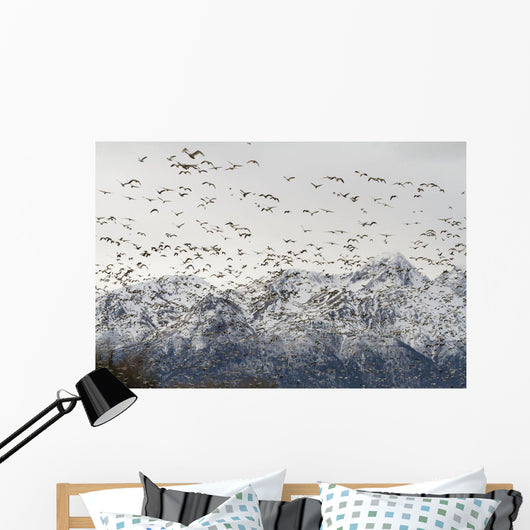 A Large Flock Of Snow Geese Take Off From A Field In The Mat-Su Valley Wall Mural
