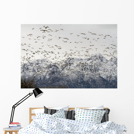 A Large Flock Of Snow Geese Take Off From A Field In The Mat-Su Valley Wall Mural