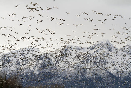 A Large Flock Of Snow Geese Take Off From A Field In The Mat-Su Valley Wall Mural