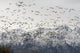 A Large Flock Of Snow Geese Take Off From A Field In The Mat-Su Valley Wall Mural