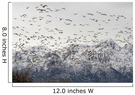 A Large Flock Of Snow Geese Take Off From A Field In The Mat-Su Valley Wall Mural