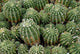 Cactus Wall Mural
