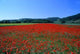 Red Poppy Wall Decal