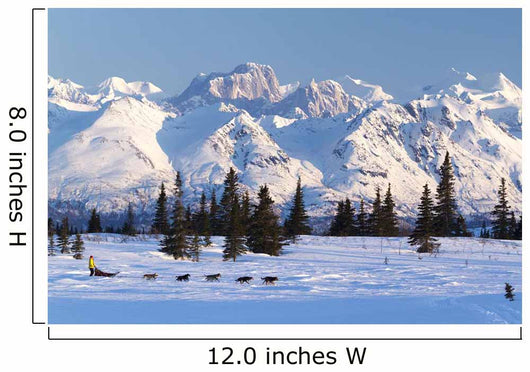 Recreational Dog Mushing Wall Mural