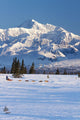 Recreational Dog Mushing Wall Mural