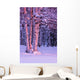 Pink Sunset Light Falling On Birch Trees At Russian Jack Springs Park Wall Mural