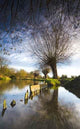 River Stour Wall Decal
