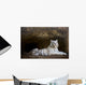 White Tiger Wall Mural