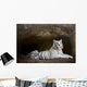 White Tiger Wall Mural