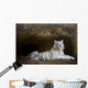 White Tiger Wall Mural