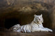 White Tiger Wall Mural