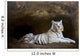 White Tiger Wall Mural