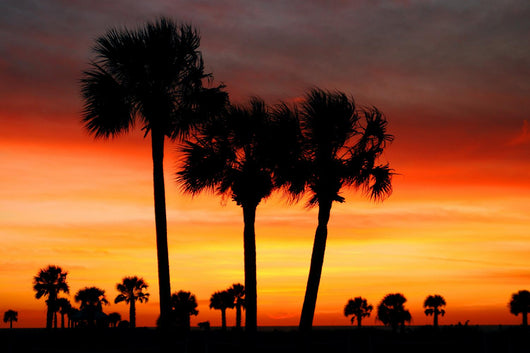 florida dreams Wall Mural