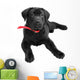 Labrador Wall Mural