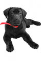 Labrador Wall Mural