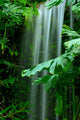 Waterfall Rainforest
