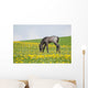 Little Foal Field
