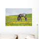 Little Foal Field