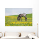 Little Foal Field