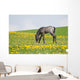 Little Foal Field