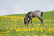 Little Foal Field