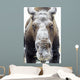 Moose face covered in snow;Yukon canada Wall Mural