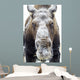 Moose face covered in snow;Yukon canada Wall Mural