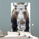 Moose face covered in snow;Yukon canada Wall Mural