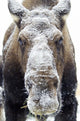 Moose face covered in snow;Yukon canada Wall Mural