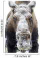 Moose face covered in snow;Yukon canada Wall Mural