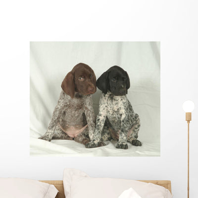 Bracco German Kurzhhar Puppies Wall Mural shown on a wall