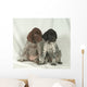 Bracco GERMAN KURZHHAR, PUPPIES Wall Mural