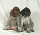 Bracco GERMAN KURZHHAR, PUPPIES Wall Mural