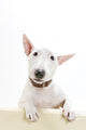 Miniature Bull Terrier Wall Decal
