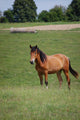 Horse Pasture Wall Decal
