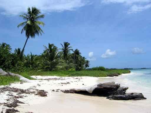 Saona Island Wall Decal