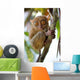 Tarsier Wall Mural