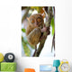Tarsier Wall Mural