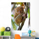 Tarsier Wall Mural